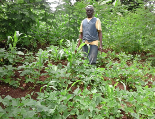 Reportage : Pratique de l’agroforesterie dans le Bamboutos